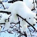 ��ѩ�ˡ�