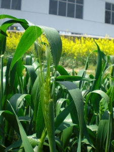 ����Ϥ��С��