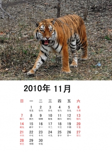 11.jpeg